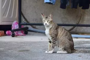 pet-sitting-640x480-28341992.jpeg