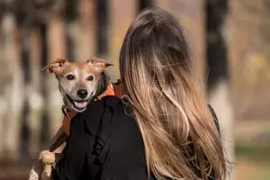 pet-sitting-640x480-57328530.jpeg