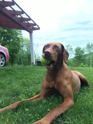 pet-sitting-640x480-73555246.jpeg