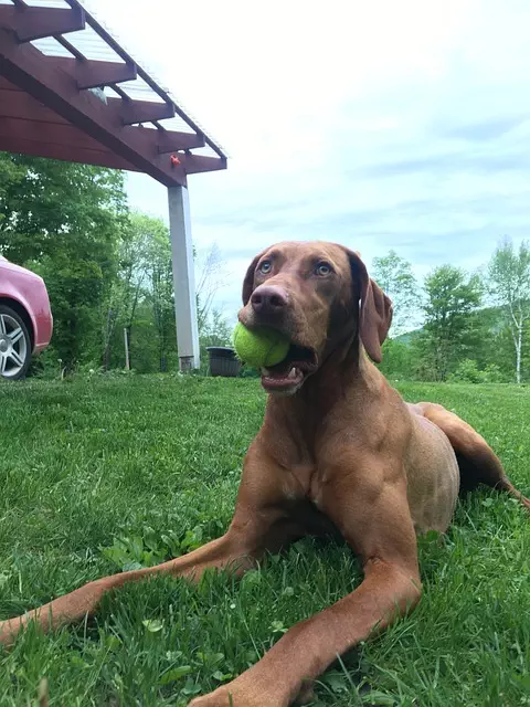 pet-sitting-640x480-73555246.jpeg