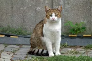 pet-sitting-640x480-9143393.jpeg