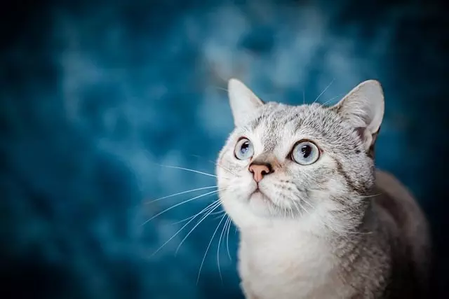 Pet Stain Cleaning