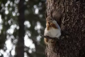 professional-rodent-control-640x480-81924968.jpeg