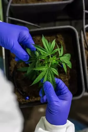 pure-cbd-isolate-640x480-20281430.jpeg