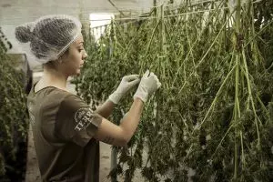pure-cbd-isolate-640x480-6369058.jpeg