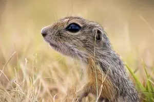 rodent-control-640x480-16824308.jpeg