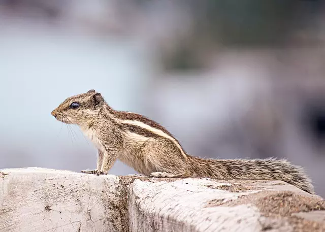 Rodent Control