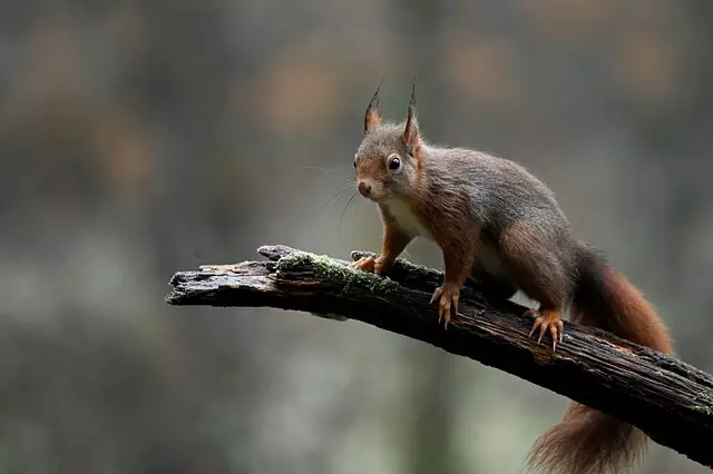 Rodent Control