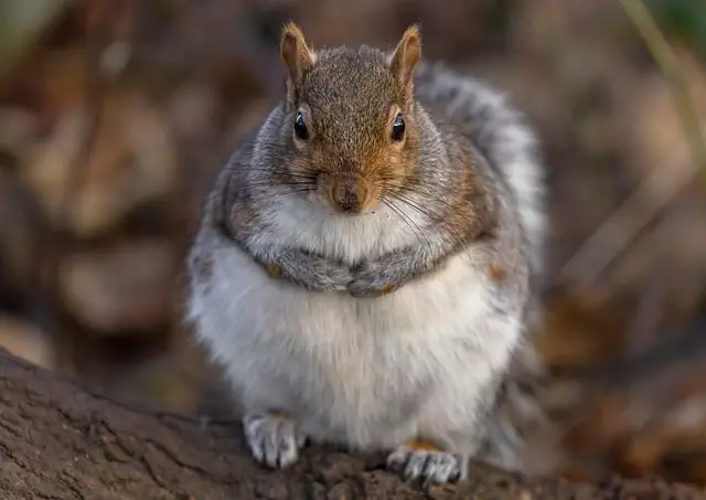 Rodent Control