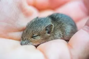 rodent-control-640x480-98197386.jpeg