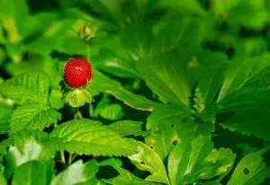 strawberry-rosin-gummies-640x480-68135743.jpeg
