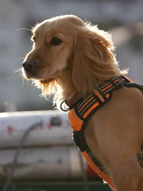tactical dog harness