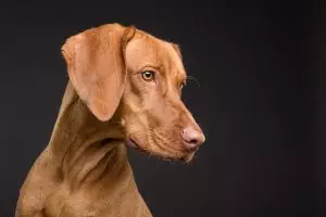 tactical-dog-harness-640x480-42885996.jpeg