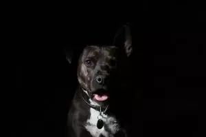 tactical-dog-harness-640x480-76458313.jpeg