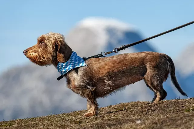 tactical dog harness