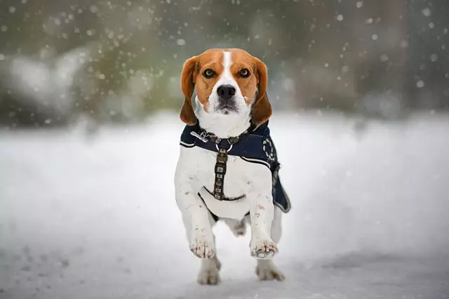 tactical dog harness