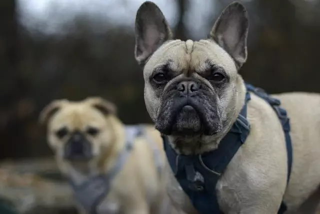 tactical dog harness