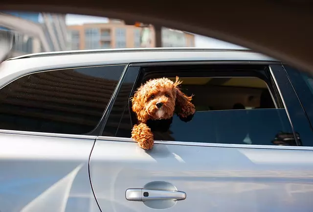 Temporary Car Insurance Coverage Options