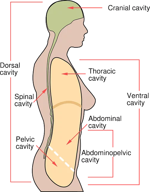 Abdominal CoolSculpting
