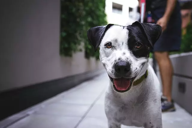 Cooling Canines: Revolutionizing Dog Welfare with Air Conditioned Shelters