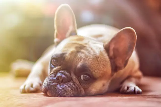Revolutionize Your Pet’s Comfort: Eco-Friendly Energy-Efficient Cooling Solutions