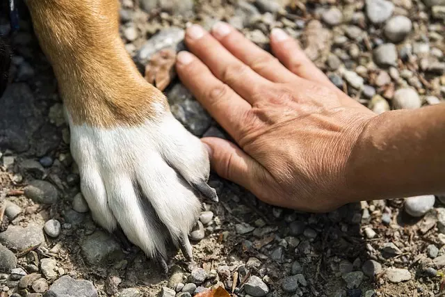 Cooling Canines: Integrate Fans and Vents for Dog House Comfort