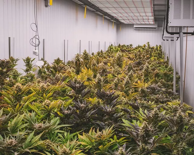 Best CBD Edibles