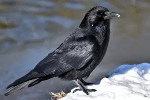 botox-for-crows-feet-and-smile-lines-640x480-44632542.jpeg