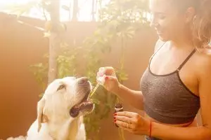 cbd-pain-relief-cream-640x480-1505771.jpeg