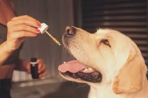 cbd-pain-relief-cream-640x480-53130497.jpeg
