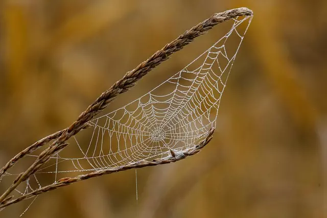 Core Web Vitals Optimization