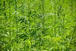 delta-8-thc-near-me-640x480-45683115.jpeg