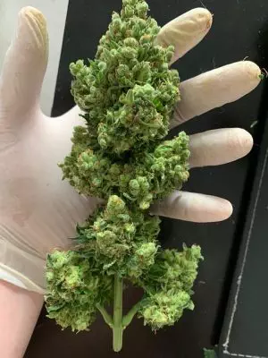 delta-8-thc-near-me-640x480-7788792.jpeg