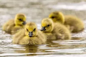 family-counseling-services-640x480-58801530.jpeg
