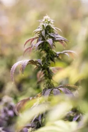 full-spectrum-cbd-tincture-640x480-92534001.jpeg