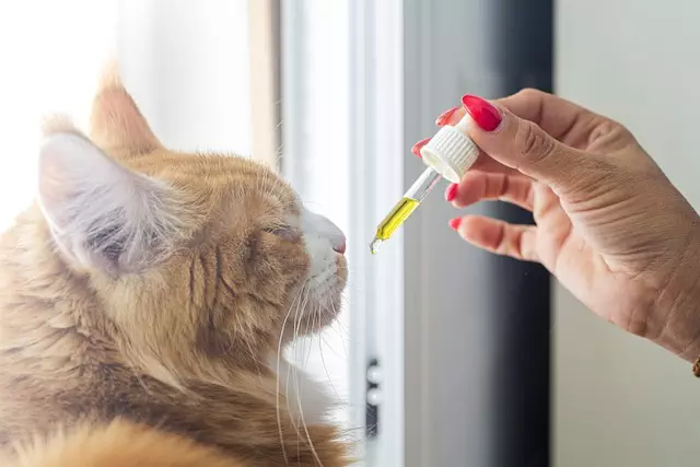 Full Spectrum Hemp Oil