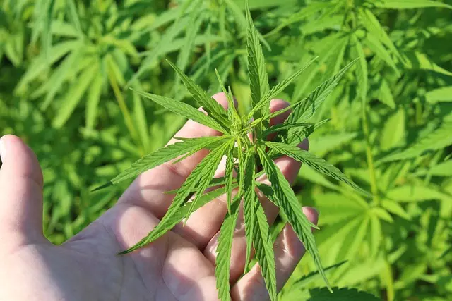 Full Spectrum Hemp Oil