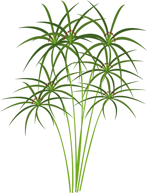Full Spectrum Hemp Oil