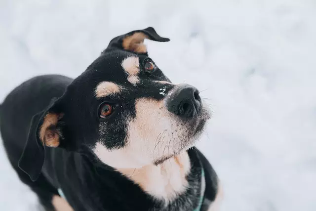 heated dog house