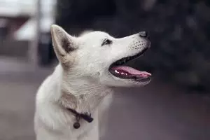 heated-dog-house-640x480-14978742.jpeg