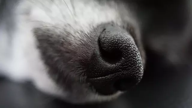 heated-dog-house-640x480-33237777.jpeg
