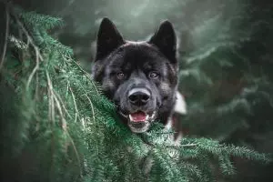 heated-dog-house-640x480-44894927.jpeg