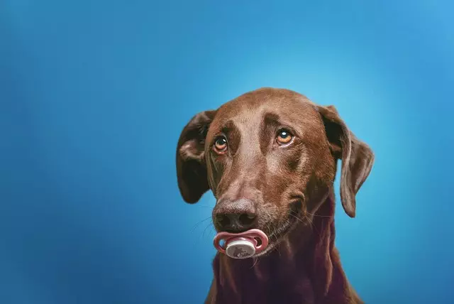heated dog house