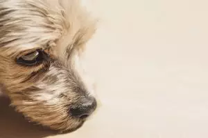 heated-dog-house-640x480-72266317.jpeg