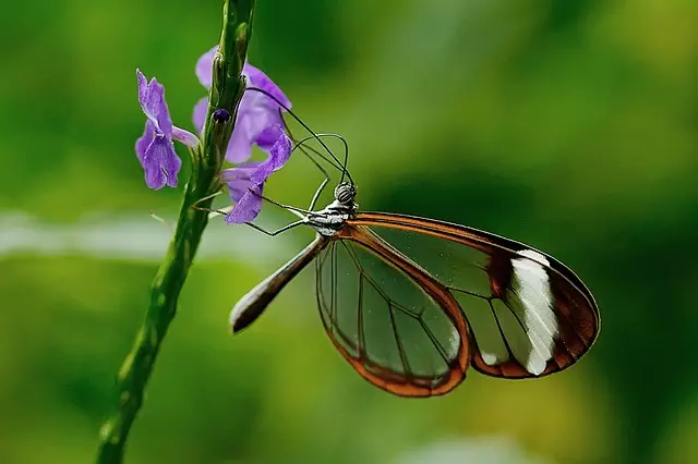 insect control services