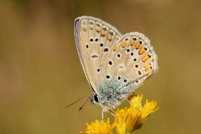 insect control services