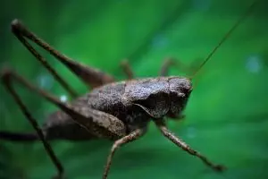 insect-control-services-640x480-49101715.jpeg
