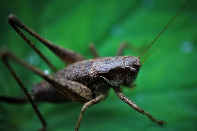 insect-control-services-640x480-49101715.jpeg