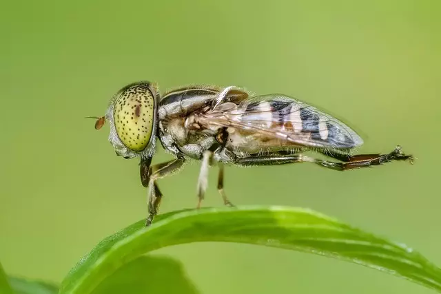 insect control services