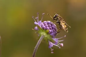 insect-control-services-640x480-63543759.jpeg
